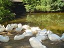 Filename=DSC02484.jpg
Filesize=65KiB
Dimensions=400x300
Date added=Jul 30, 2017 DSC02484.jpg