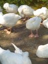 Filename=DSC02485.jpg
Filesize=67KiB
Dimensions=400x533
Date added=Jul 30, 2017 DSC02485.jpg